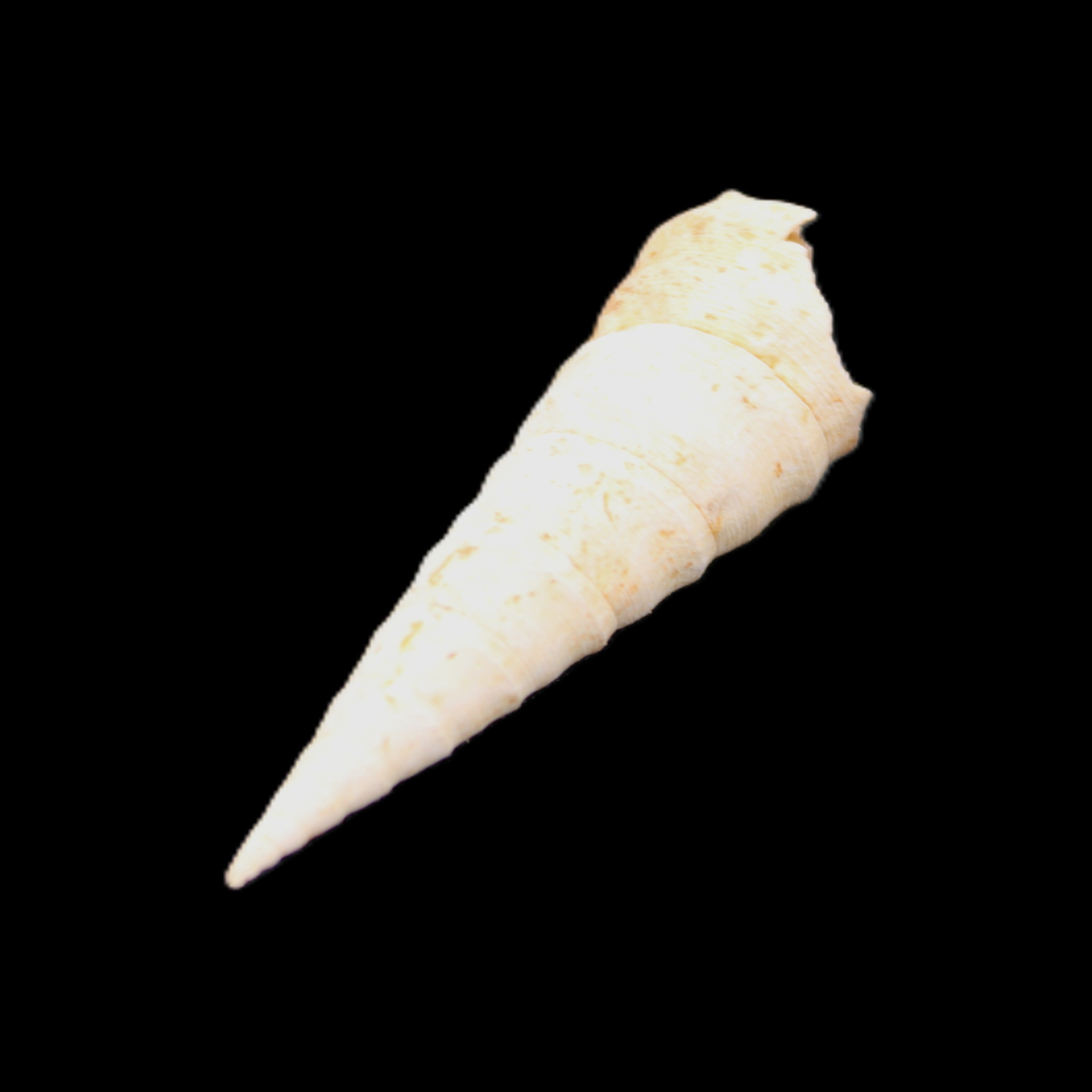Gastropod Maoricolpus murrayna Miocene fossil from Morgan South Australia 38-43mm 2-3g in sunlight - Rocks and Things Store