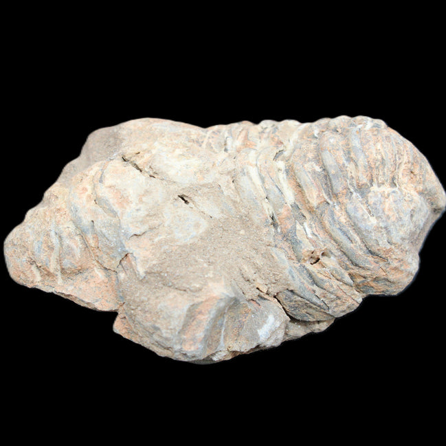 Trilobite Diacalymene ouzregui 45*70mm 76g in sunshine - Rocks and Things Store