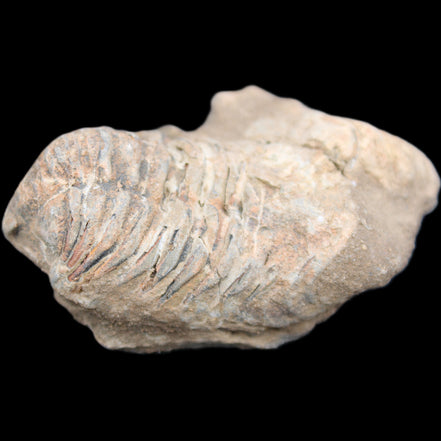 Trilobite Diacalymene ouzregui 45*70mm 76g in sunshine - Rocks and Things Store