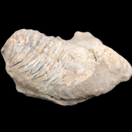 Trilobite Diacalymene ouzregui 45*70mm 76g in sunshine - Rocks and Things Store