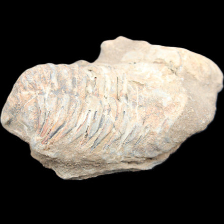 Trilobite Diacalymene ouzregui 45*70mm 76g in sunshine - Rocks and Things Store