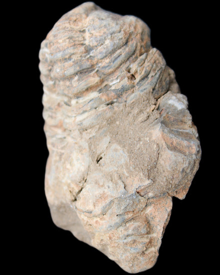 Trilobite Diacalymene ouzregui 45*70mm 76g in sunshine - Rocks and Things Store