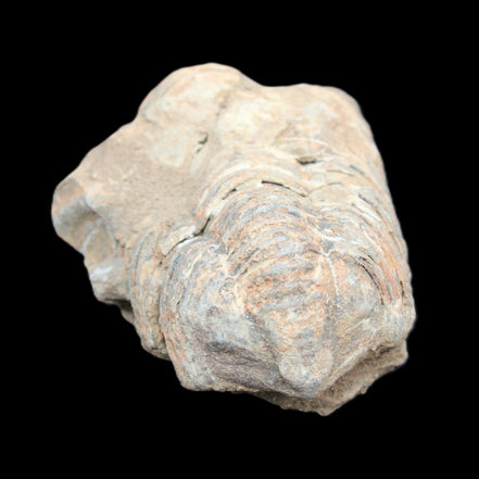 Trilobite Diacalymene ouzregui 45*70mm 76g in sunshine - Rocks and Things Store