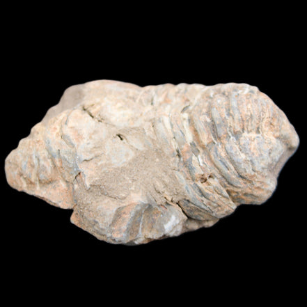 Trilobite Diacalymene ouzregui 45*70mm 76g in sunshine - Rocks and Things Store