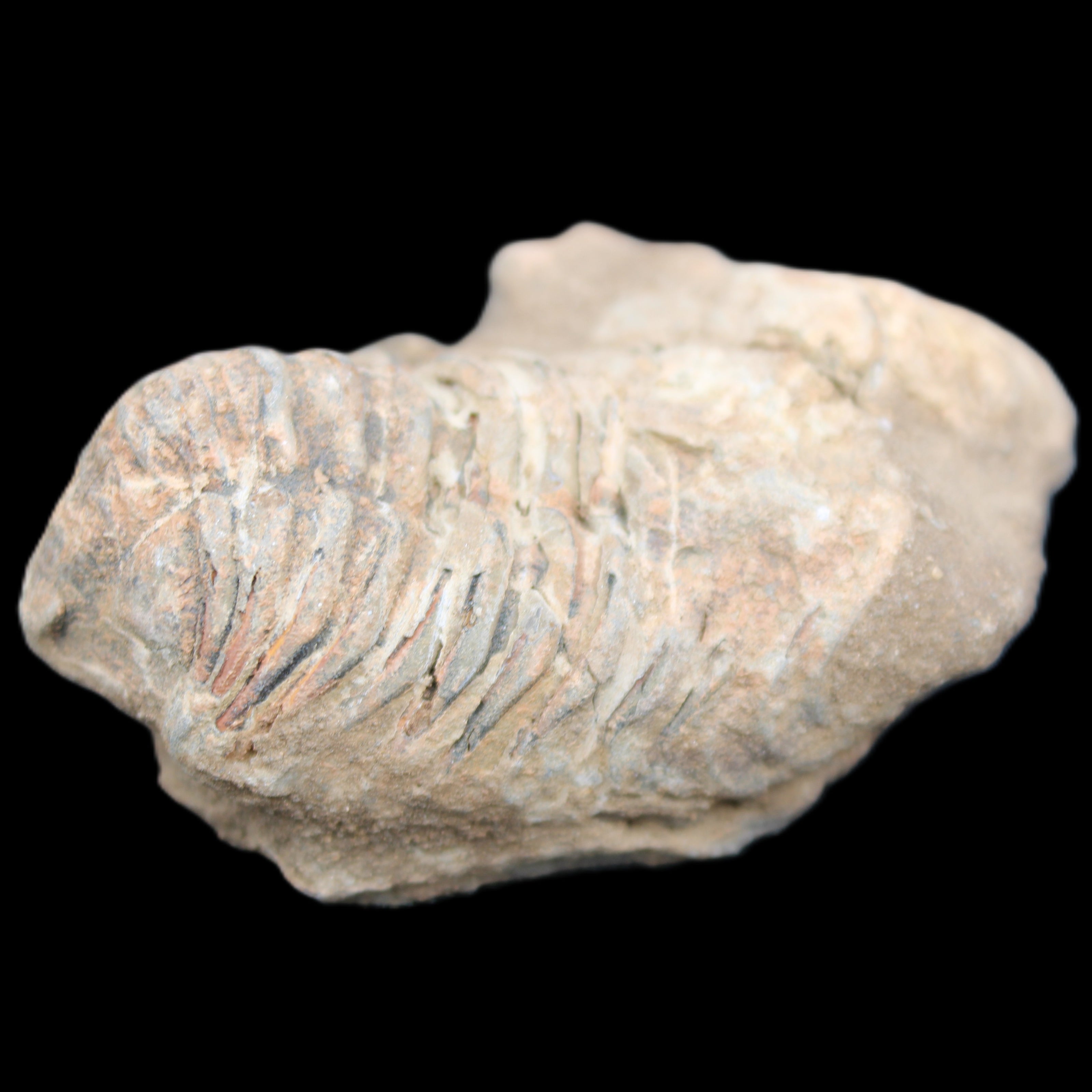 Trilobite Diacalymene ouzregui 45*70mm 76g in sunshine - Rocks and Things Store