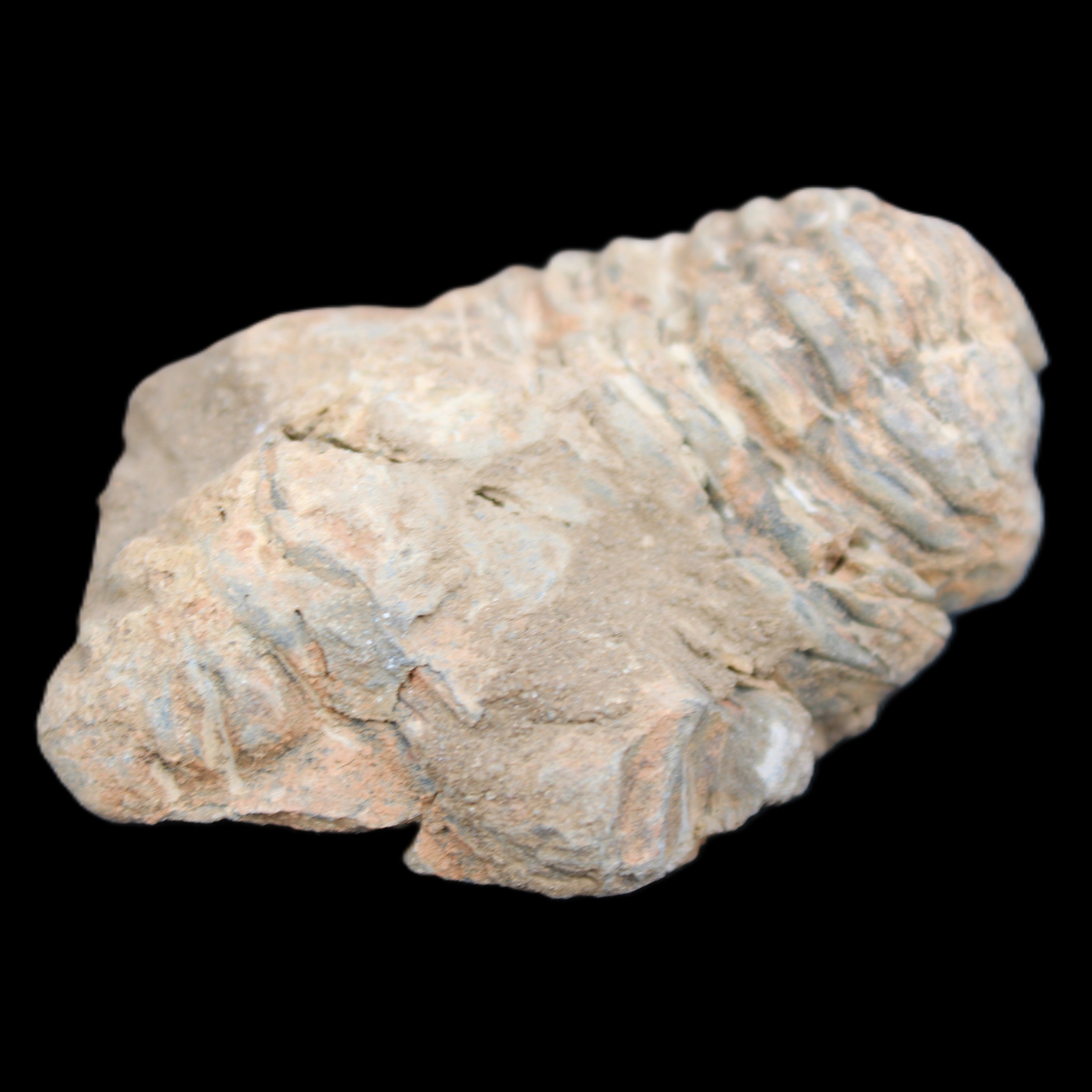 Trilobite Diacalymene ouzregui 45*70mm 76g in sunshine - Rocks and Things Store