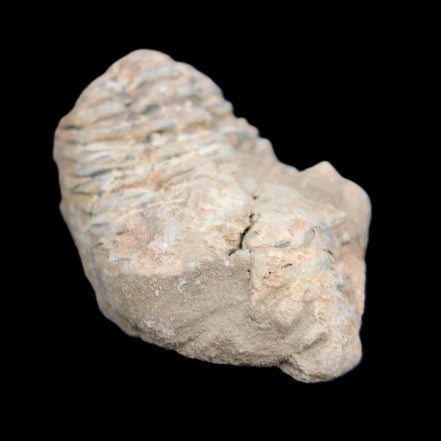 Trilobite Diacalymene ouzregui 45*70mm 76g in sunshine - Rocks and Things Store