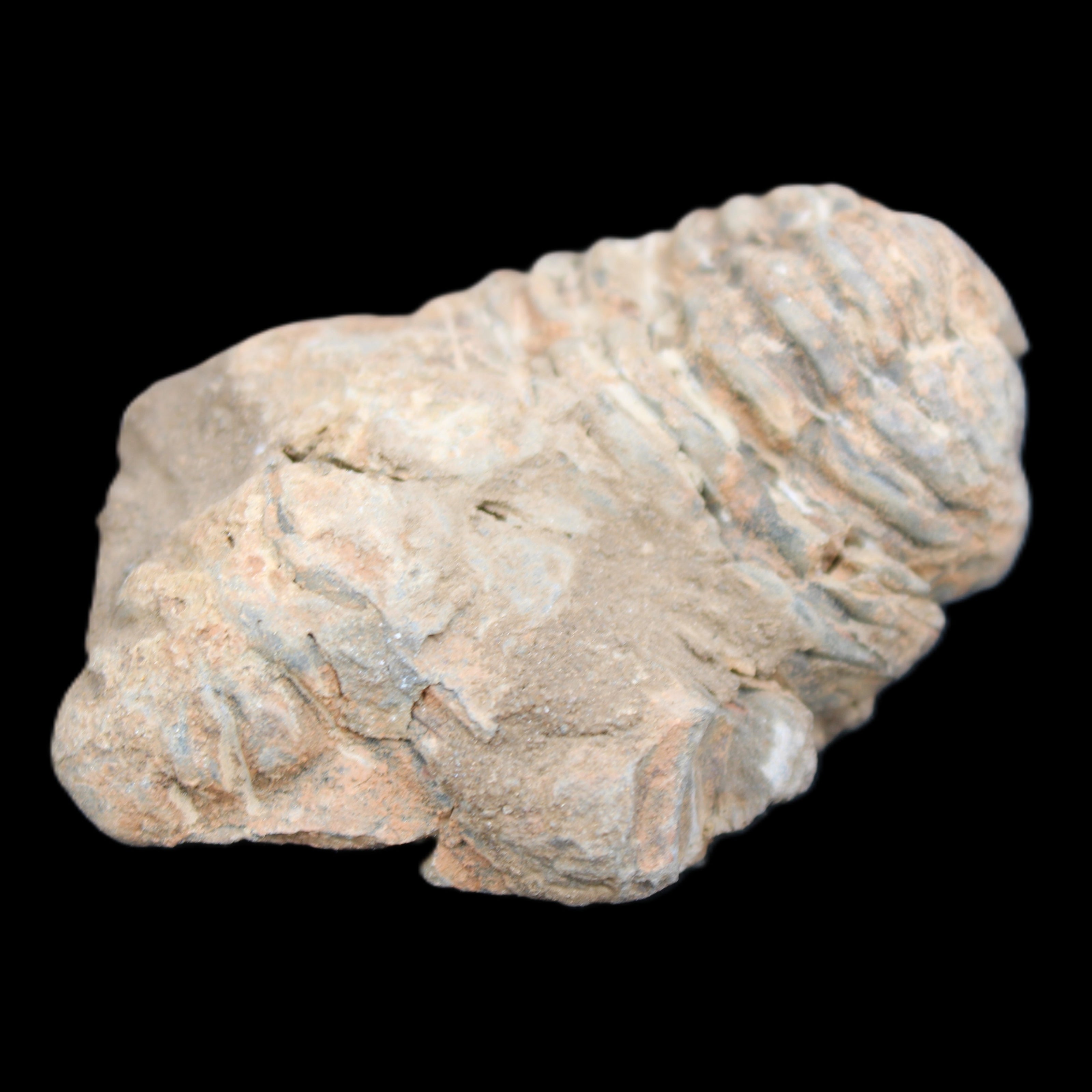 Trilobite Diacalymene ouzregui 45*70mm 76g in sunshine - Rocks and Things Store