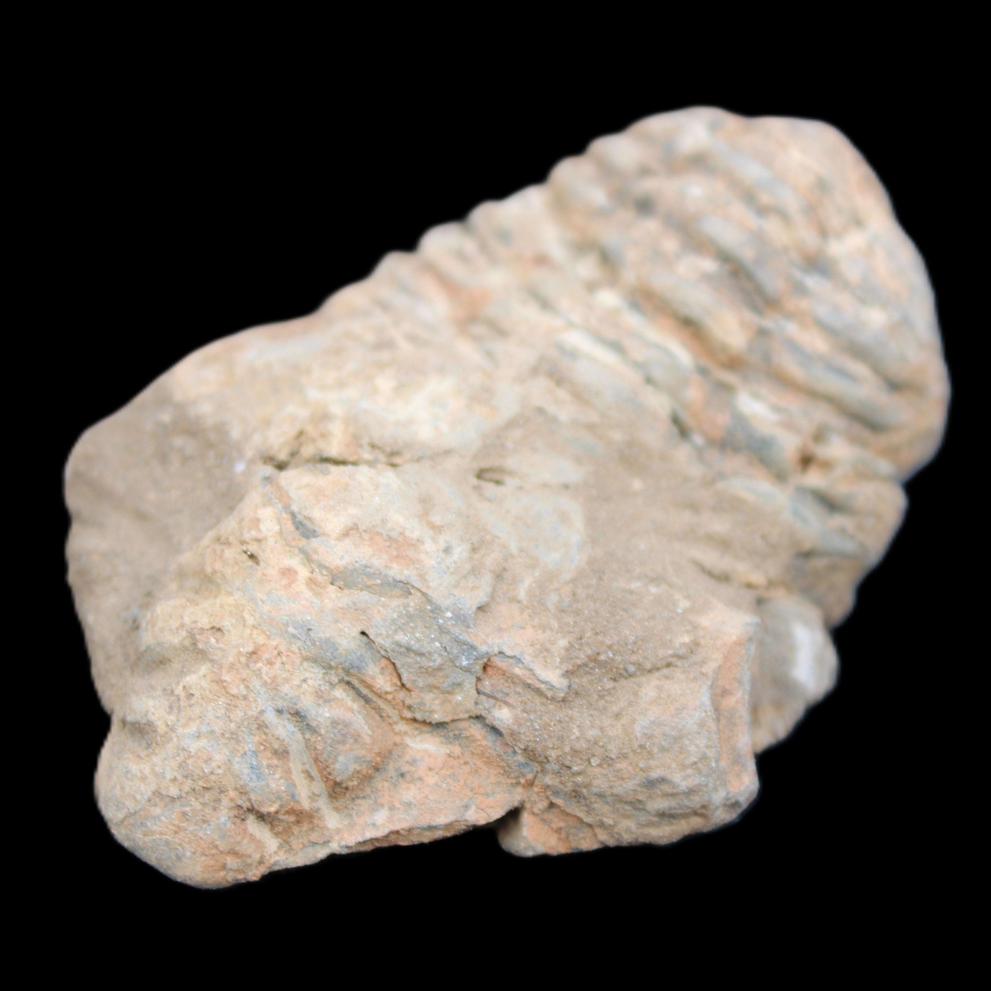 Trilobite Diacalymene ouzregui 45*70mm 76g in sunshine - Rocks and Things Store