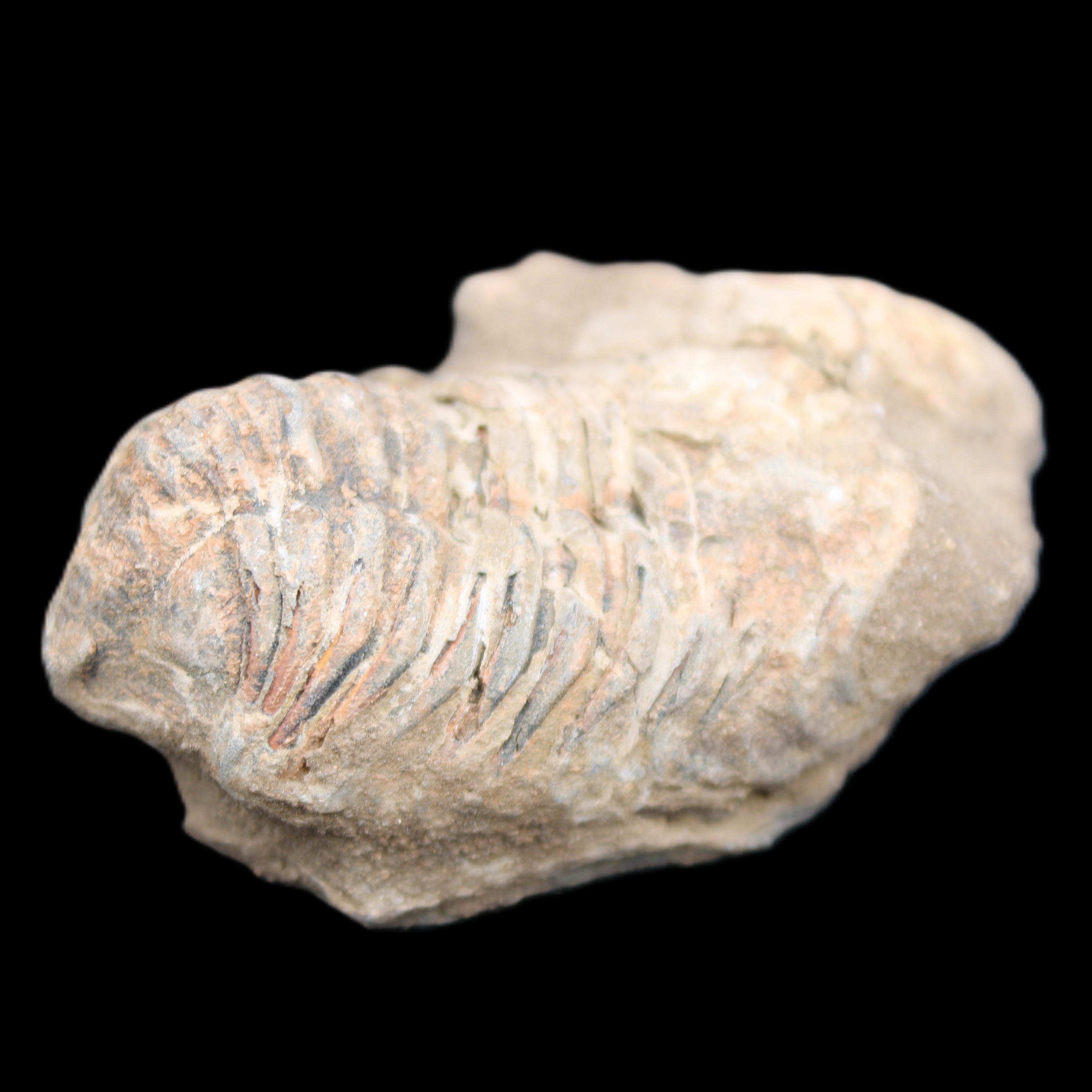 Trilobite Diacalymene ouzregui 45*70mm 76g in sunshine - Rocks and Things Store