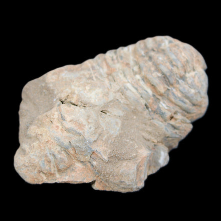 Trilobite Diacalymene ouzregui 45*70mm 76g in sunshine - Rocks and Things Store