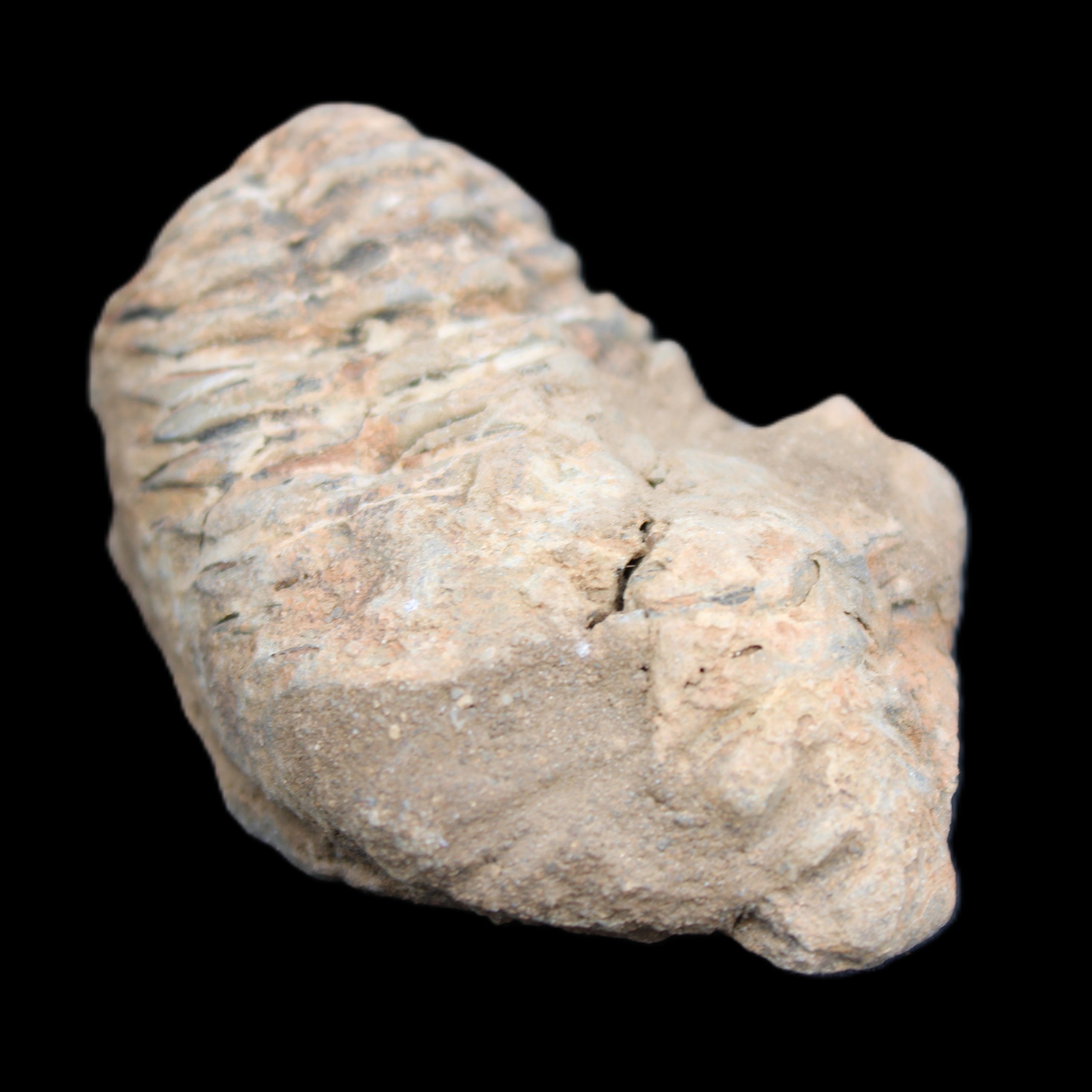 Trilobite Diacalymene ouzregui 45*70mm 76g in sunshine - Rocks and Things Store