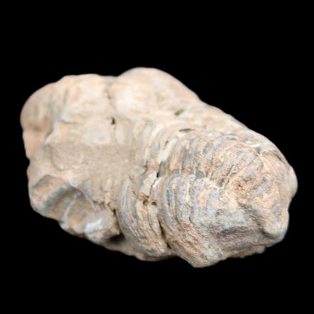 Trilobite Diacalymene ouzregui 45*70mm 76g in sunshine - Rocks and Things Store