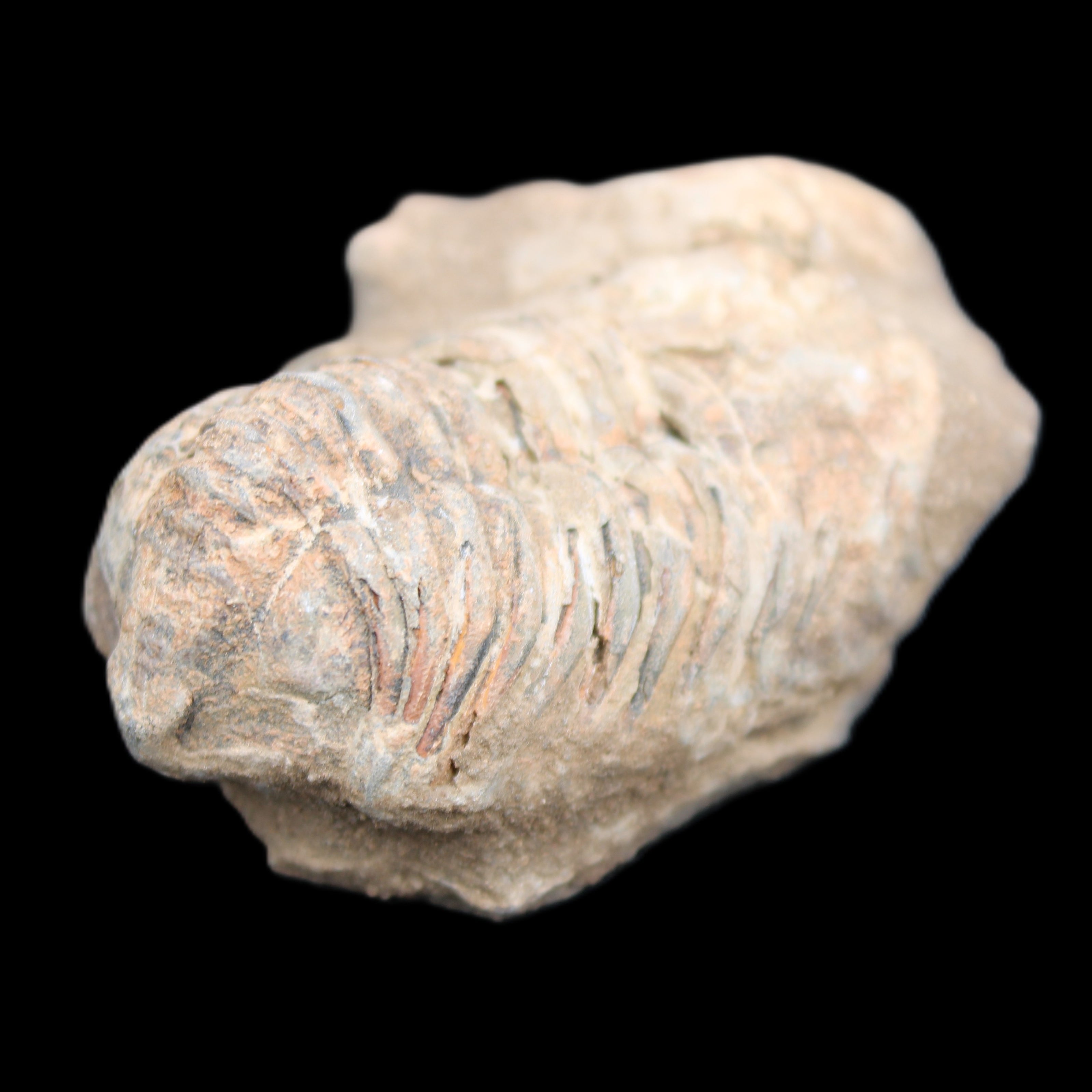 Trilobite Diacalymene ouzregui 45*70mm 76g in sunshine - Rocks and Things Store