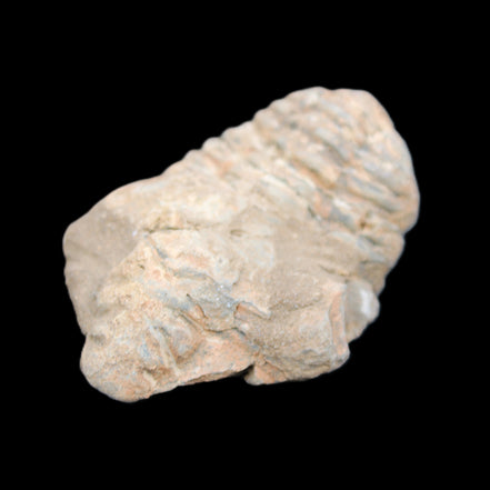 Trilobite Diacalymene ouzregui 45*70mm 76g in sunshine - Rocks and Things Store