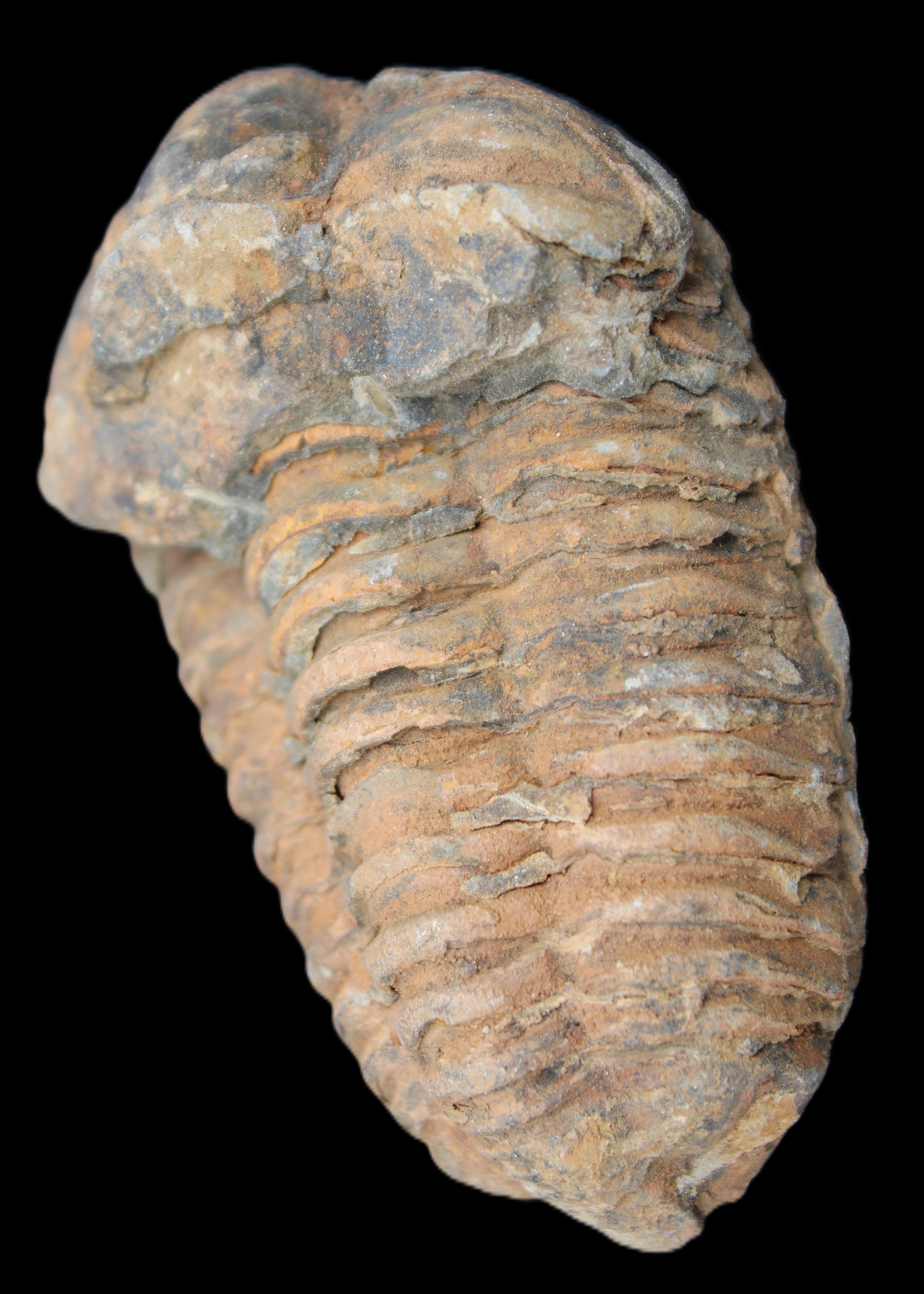 Trilobite Diacalymene 42*71mm 82g in sunshine - Rocks and Things Store