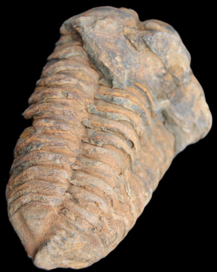 Trilobite Diacalymene 42*71mm 82g in sunshine - Rocks and Things Store