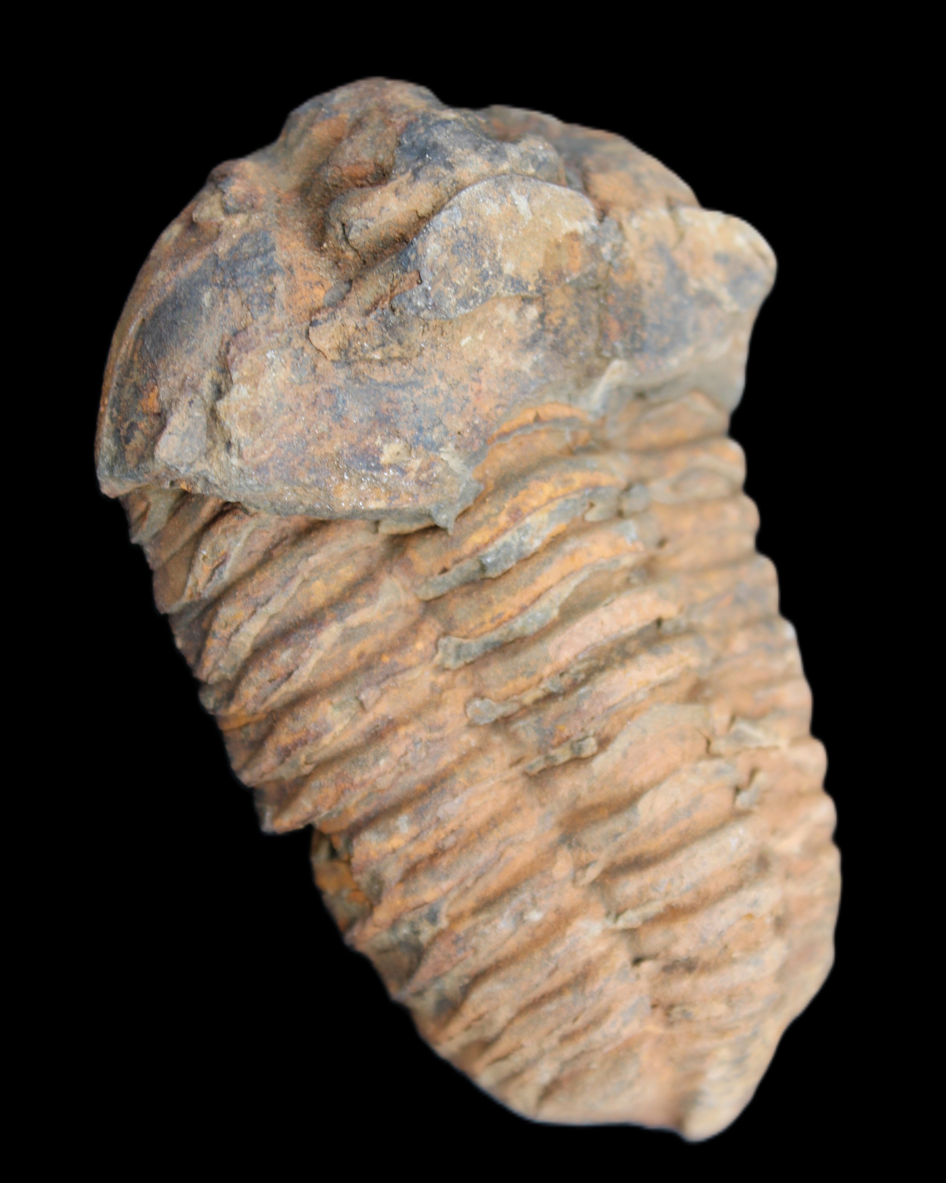 Trilobite Diacalymene 42*71mm 82g in sunshine - Rocks and Things Store