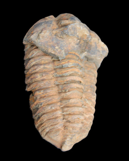 Trilobite Diacalymene 42*71mm 82g in sunshine - Rocks and Things Store