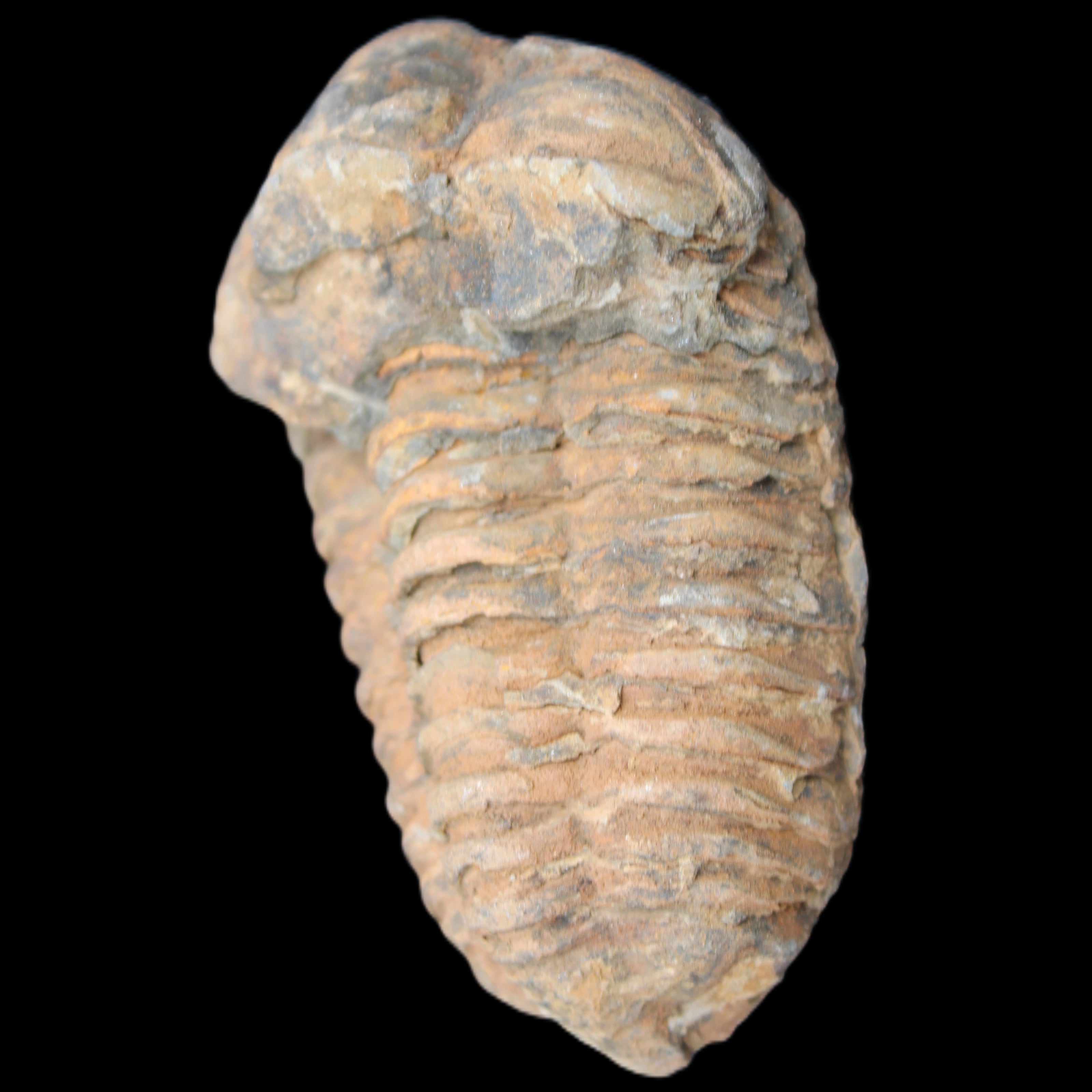 Trilobite Diacalymene 42*71mm 82g in sunshine - Rocks and Things Store