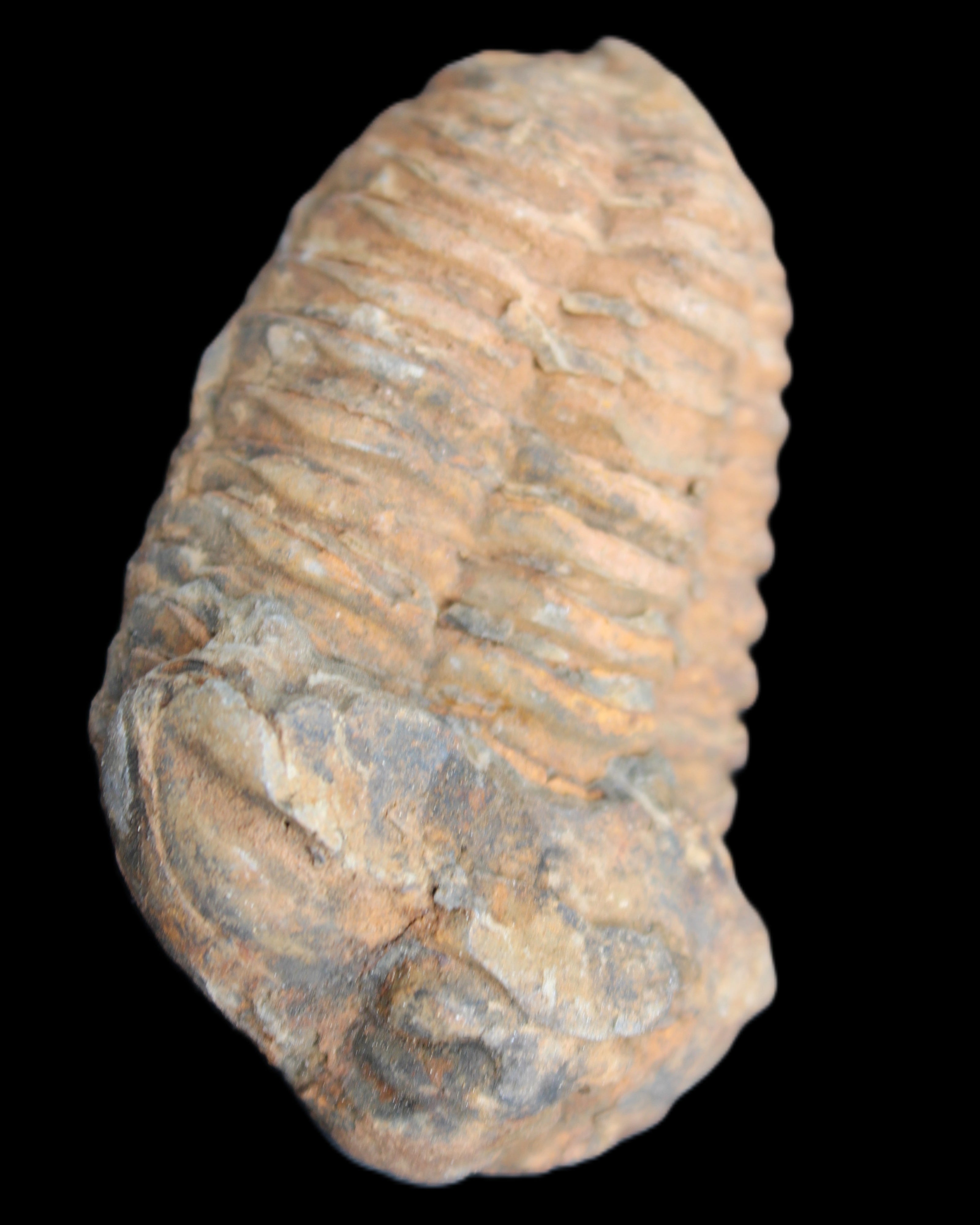 Trilobite Diacalymene 42*71mm 82g in sunshine - Rocks and Things Store