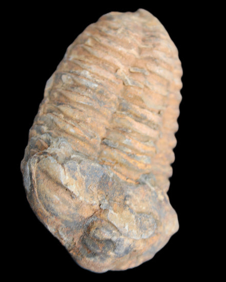 Trilobite Diacalymene 42*71mm 82g in sunshine - Rocks and Things Store
