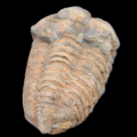 Trilobite Diacalymene 42*71mm 82g in sunshine - Rocks and Things Store