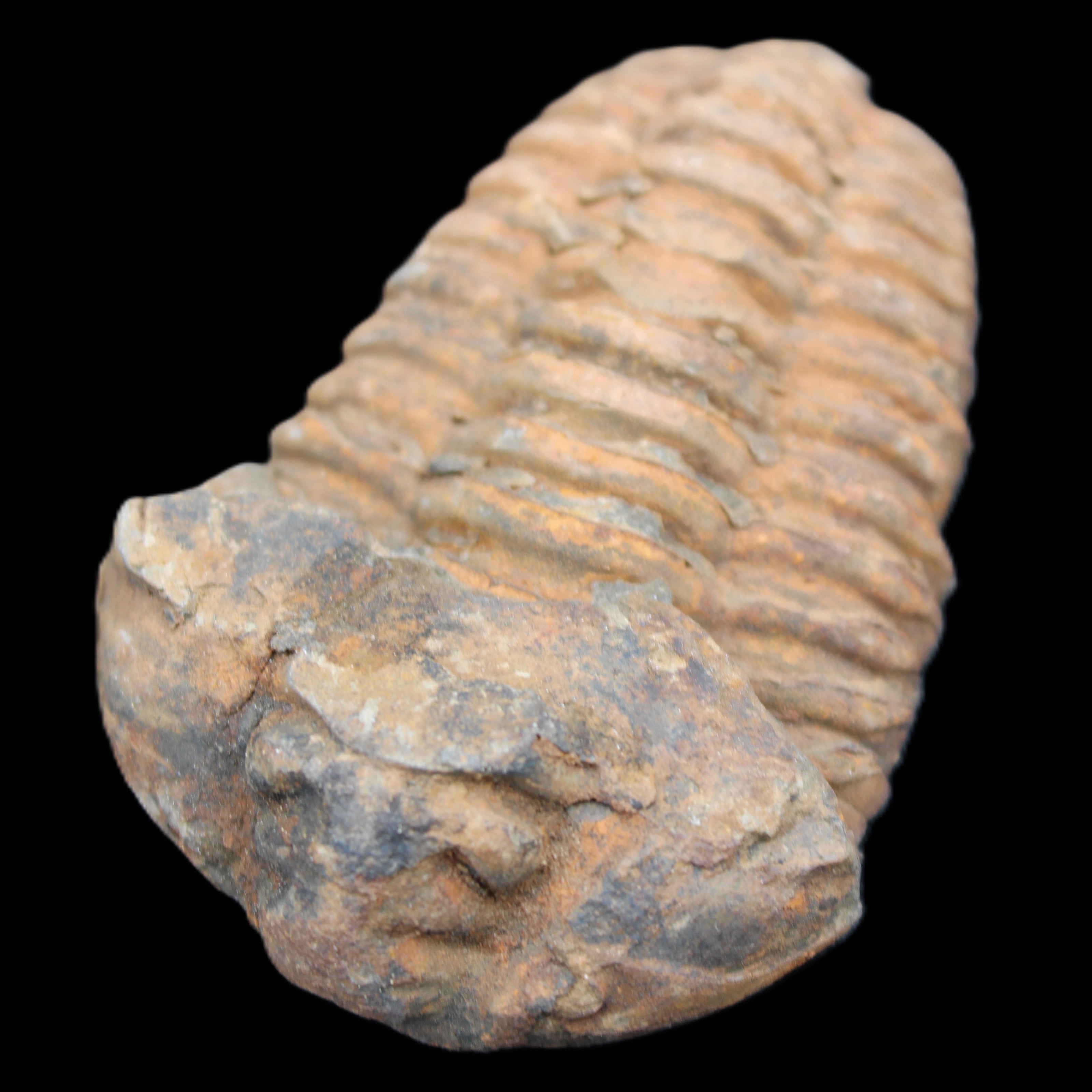 Trilobite Diacalymene 42*71mm 82g in sunshine - Rocks and Things Store