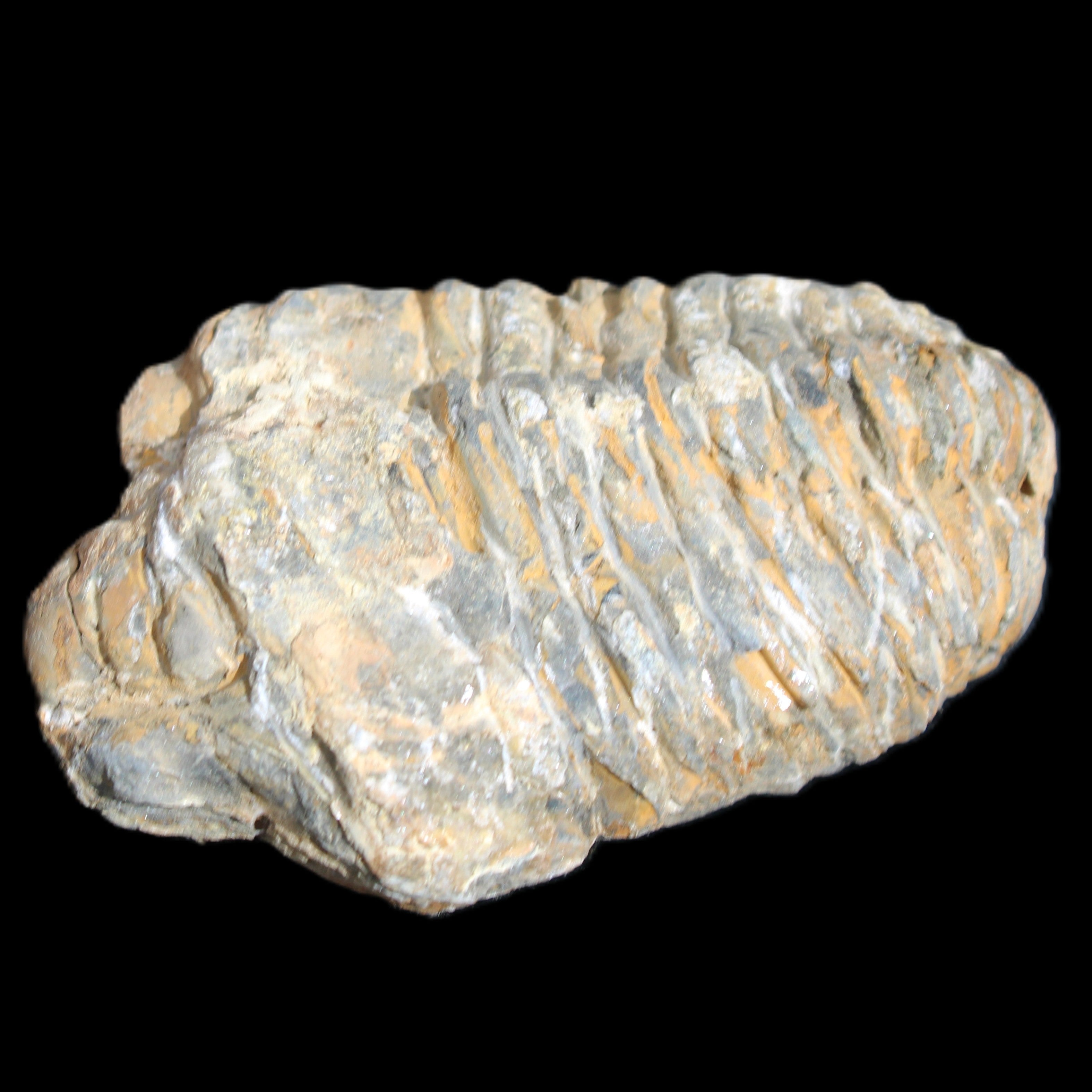 Trilobite Diacalymene ouzregui 490myo from Morocco 76-82g in sunlight - Rocks and Things Store