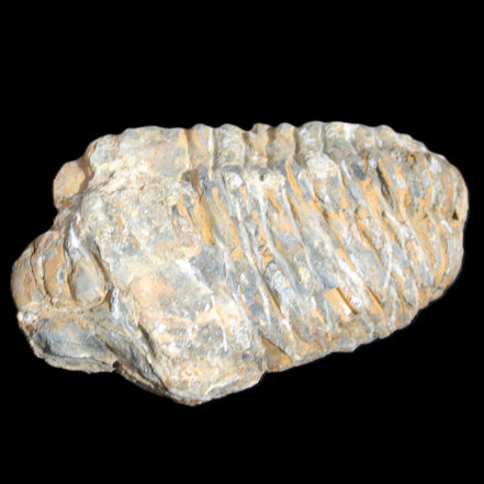 Trilobite Diacalymene ouzregui 490myo from Morocco 76-82g in sunlight - Rocks and Things Store