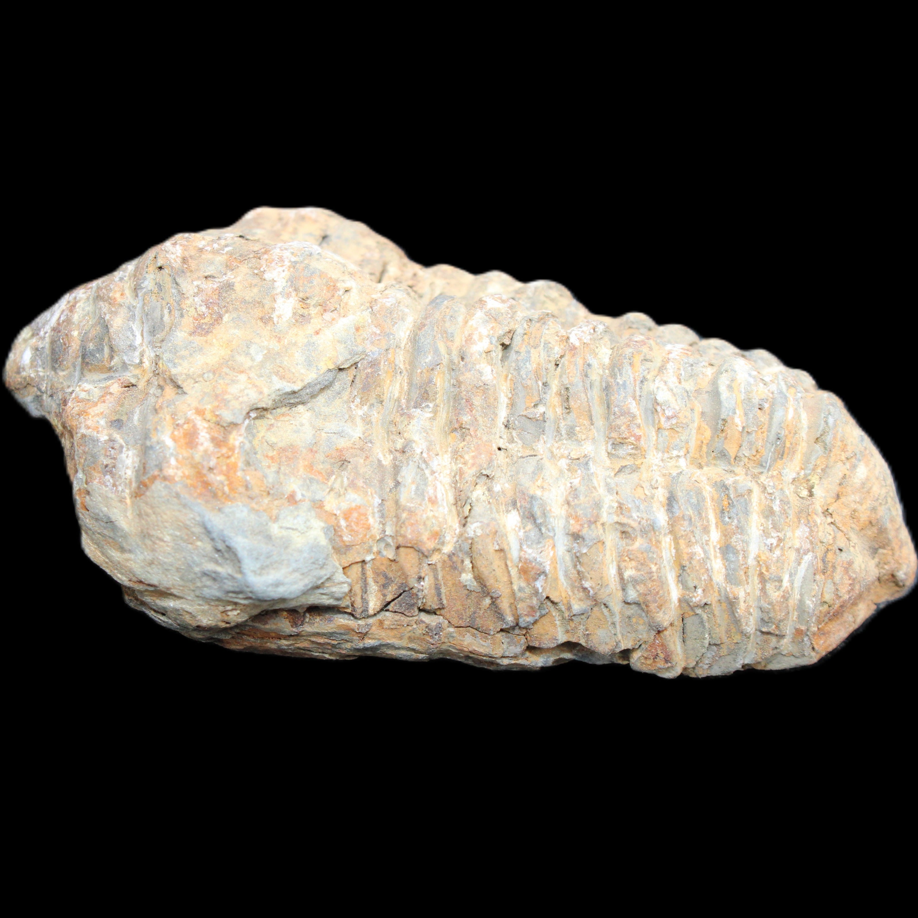 Trilobite Diacalymene 48*70mm 77g in sunlight - Rocks and Things Store