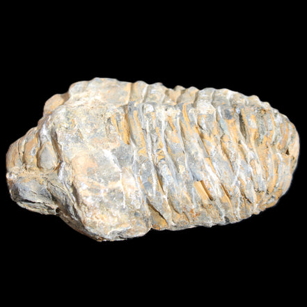 Trilobite Diacalymene 48*70mm 77g in sunlight - Rocks and Things Store