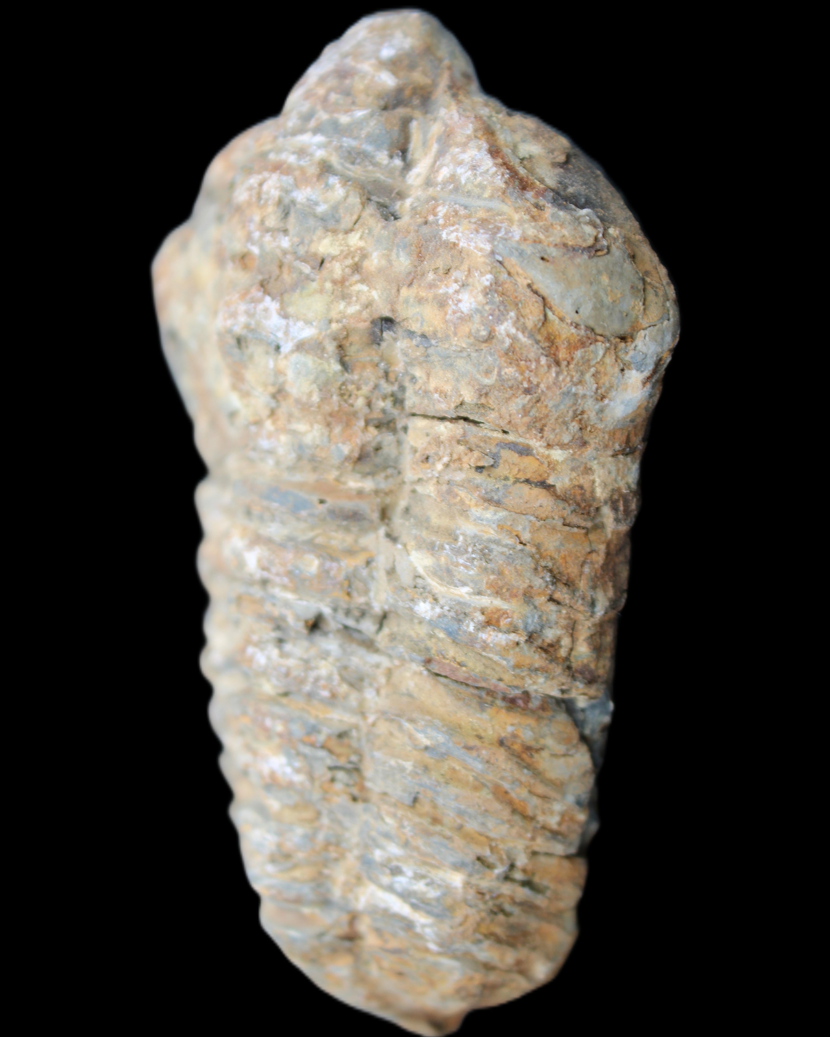 Trilobite Diacalymene 48*70mm 77g in sunlight - Rocks and Things Store