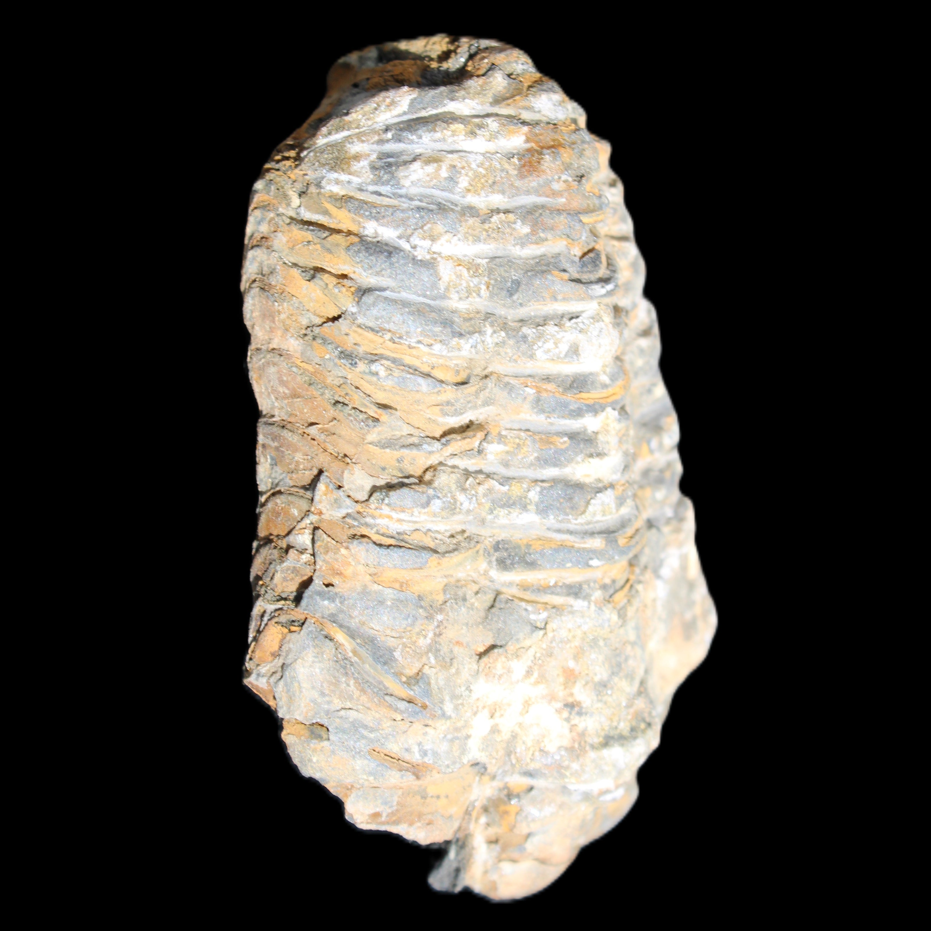 Trilobite Diacalymene 48*70mm 77g in sunlight - Rocks and Things Store