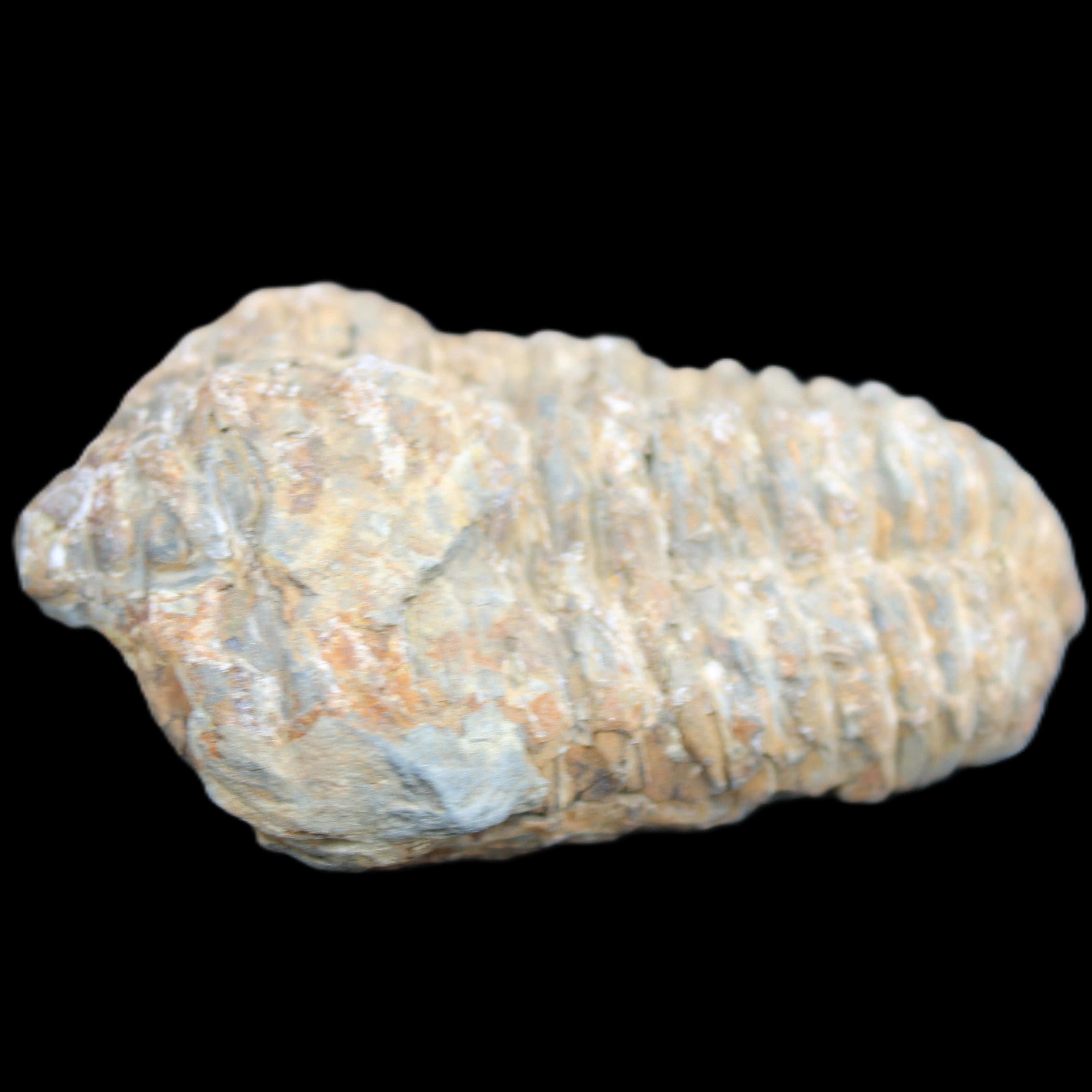 Trilobite Diacalymene 48*70mm 77g in sunlight - Rocks and Things Store