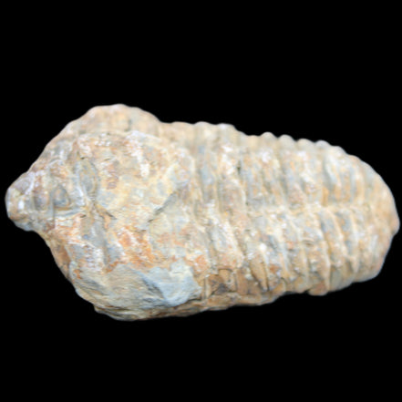 Trilobite Diacalymene 48*70mm 77g in sunlight - Rocks and Things Store