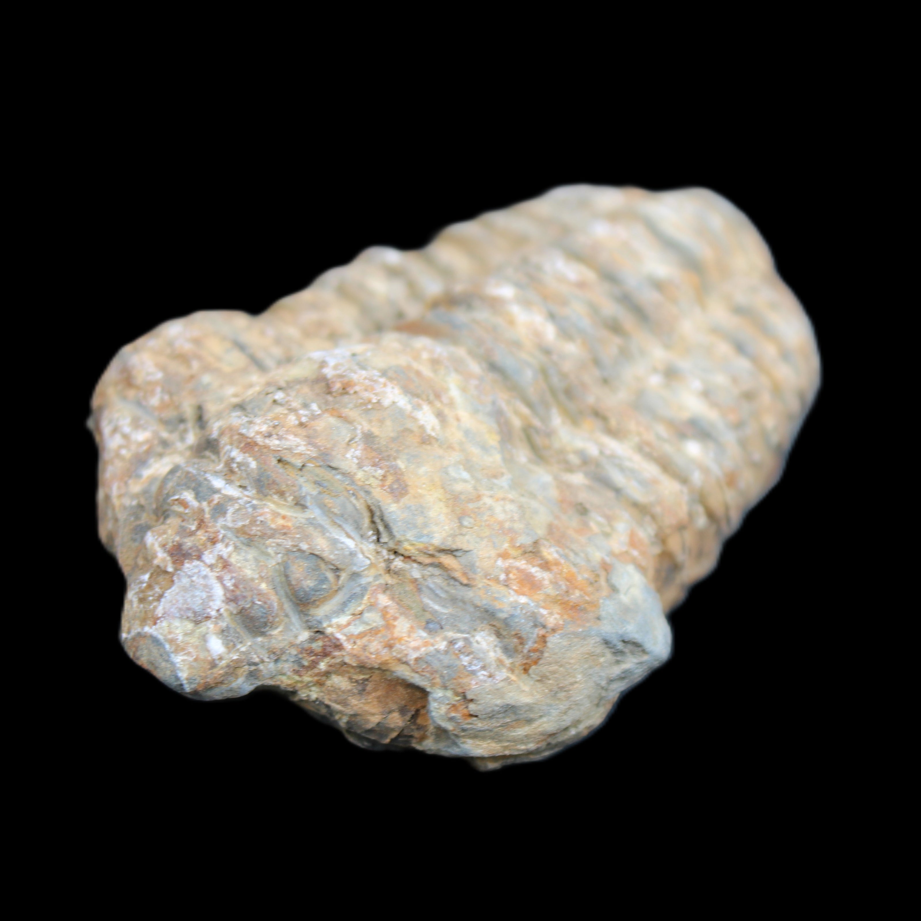 Trilobite Diacalymene 48*70mm 77g in sunlight - Rocks and Things Store