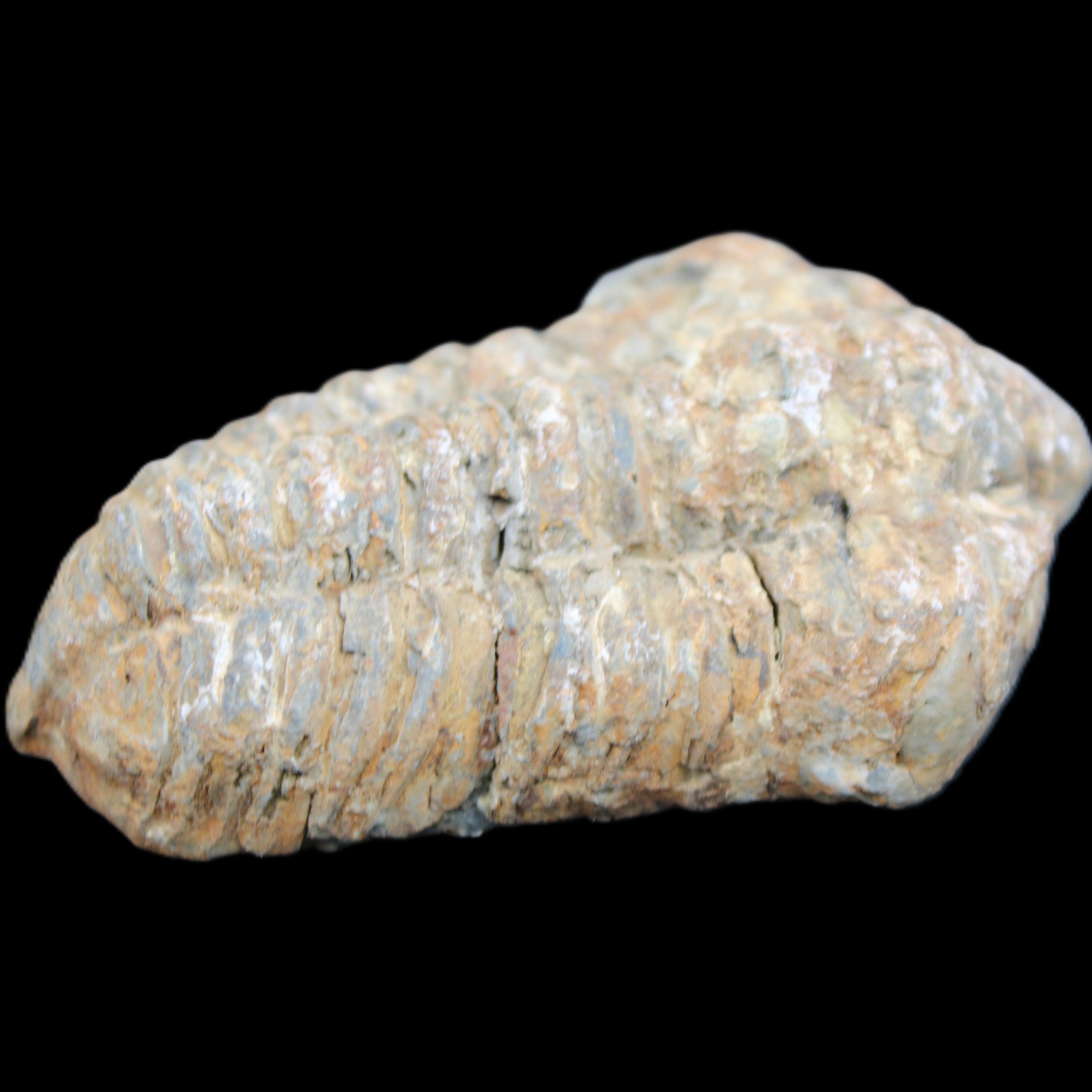 Trilobite Diacalymene 48*70mm 77g in sunlight - Rocks and Things Store