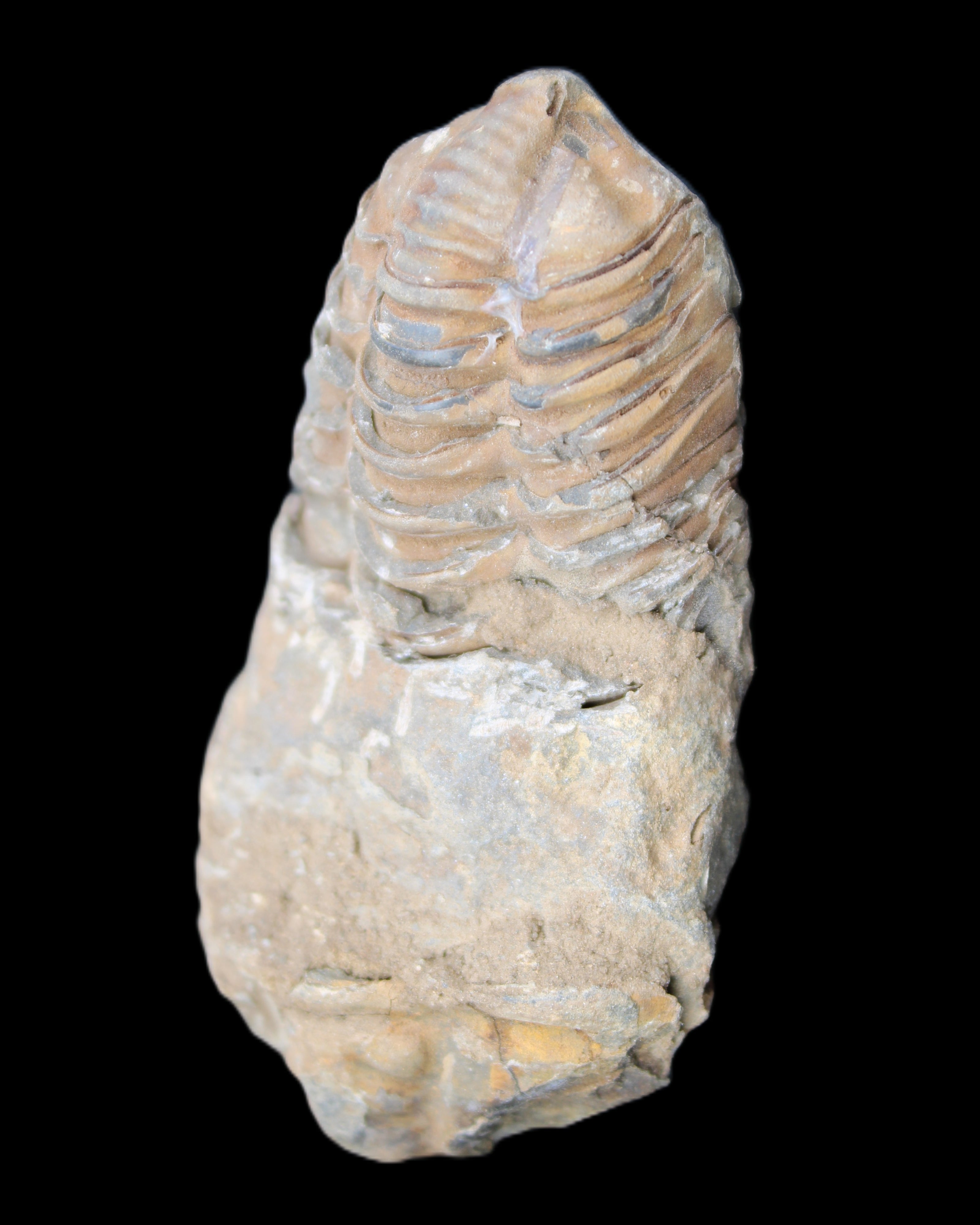 Trilobite Diacalymene 42*76mm 83g in sunlight - Rocks and Things Store