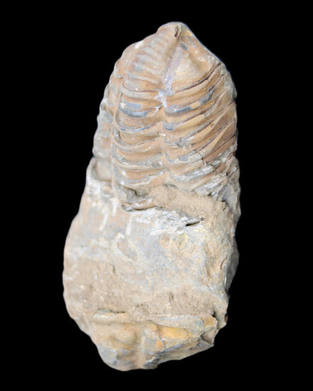 Trilobite Diacalymene 42*76mm 83g in sunlight - Rocks and Things Store