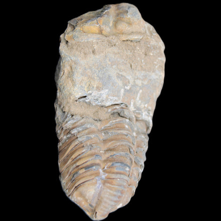 Trilobite Diacalymene 42*76mm 83g in sunlight - Rocks and Things Store