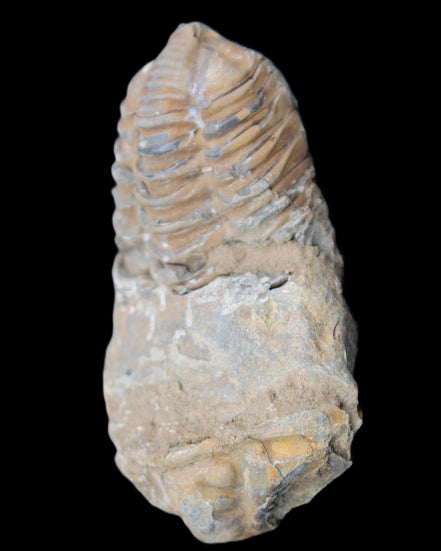 Trilobite Diacalymene 42*76mm 83g in sunlight - Rocks and Things Store