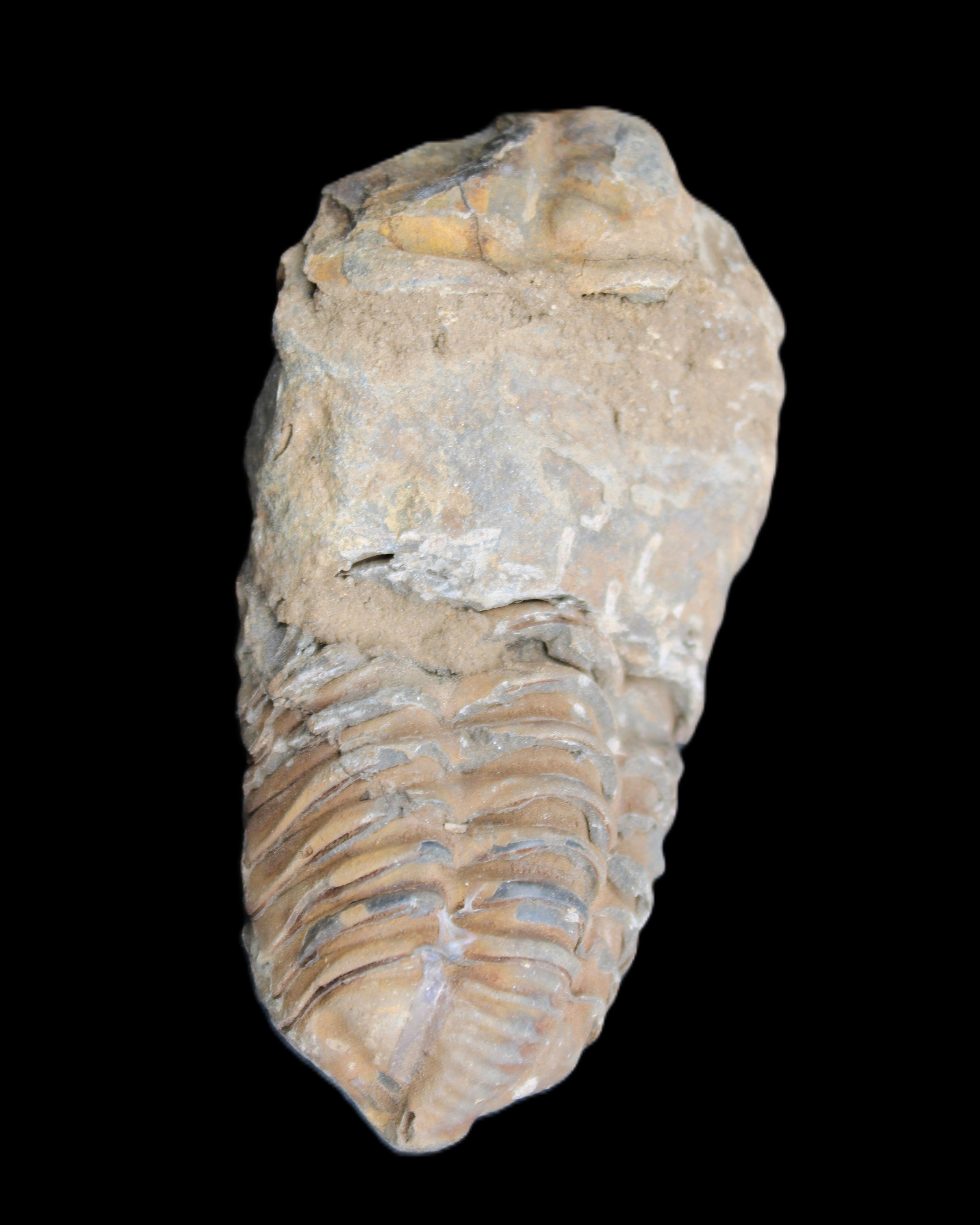 Trilobite Diacalymene 42*76mm 83g in sunlight - Rocks and Things Store