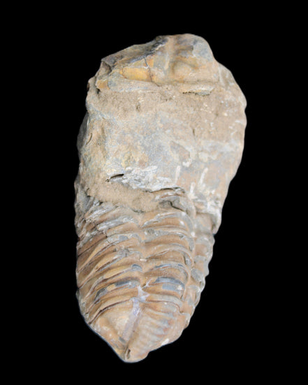 Trilobite Diacalymene 42*76mm 83g in sunlight - Rocks and Things Store