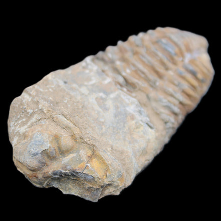 Trilobite Diacalymene 42*76mm 83g in sunlight - Rocks and Things Store