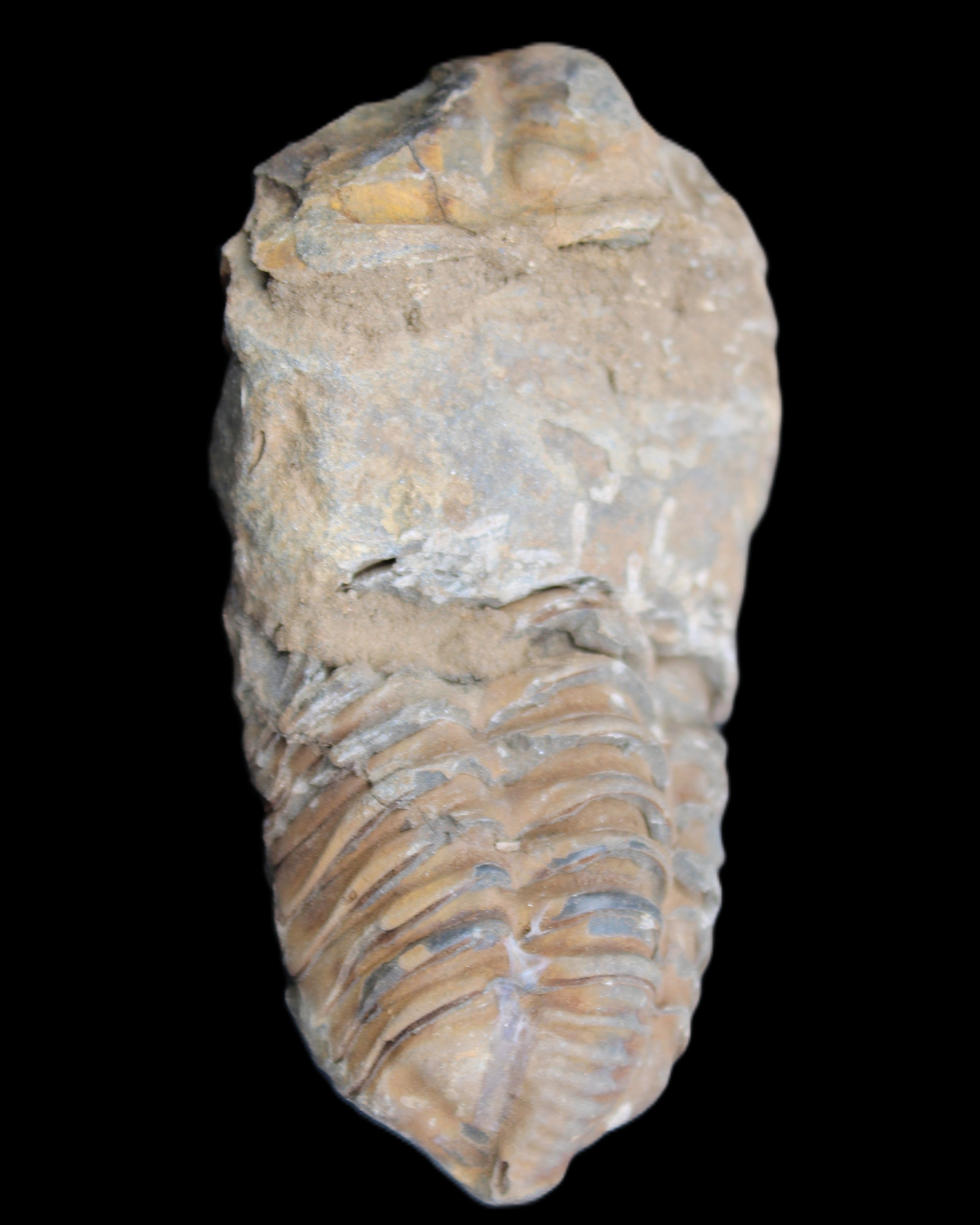 Trilobite Diacalymene 42*76mm 83g in sunlight - Rocks and Things Store