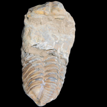 Trilobite Diacalymene 42*76mm 83g in sunlight - Rocks and Things Store