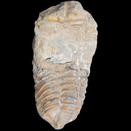 Trilobite Diacalymene 42*76mm 83g in sunlight - Rocks and Things Store