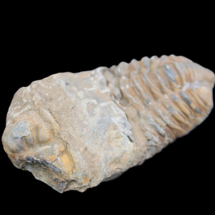 Trilobite Diacalymene 42*76mm 83g in sunlight - Rocks and Things Store