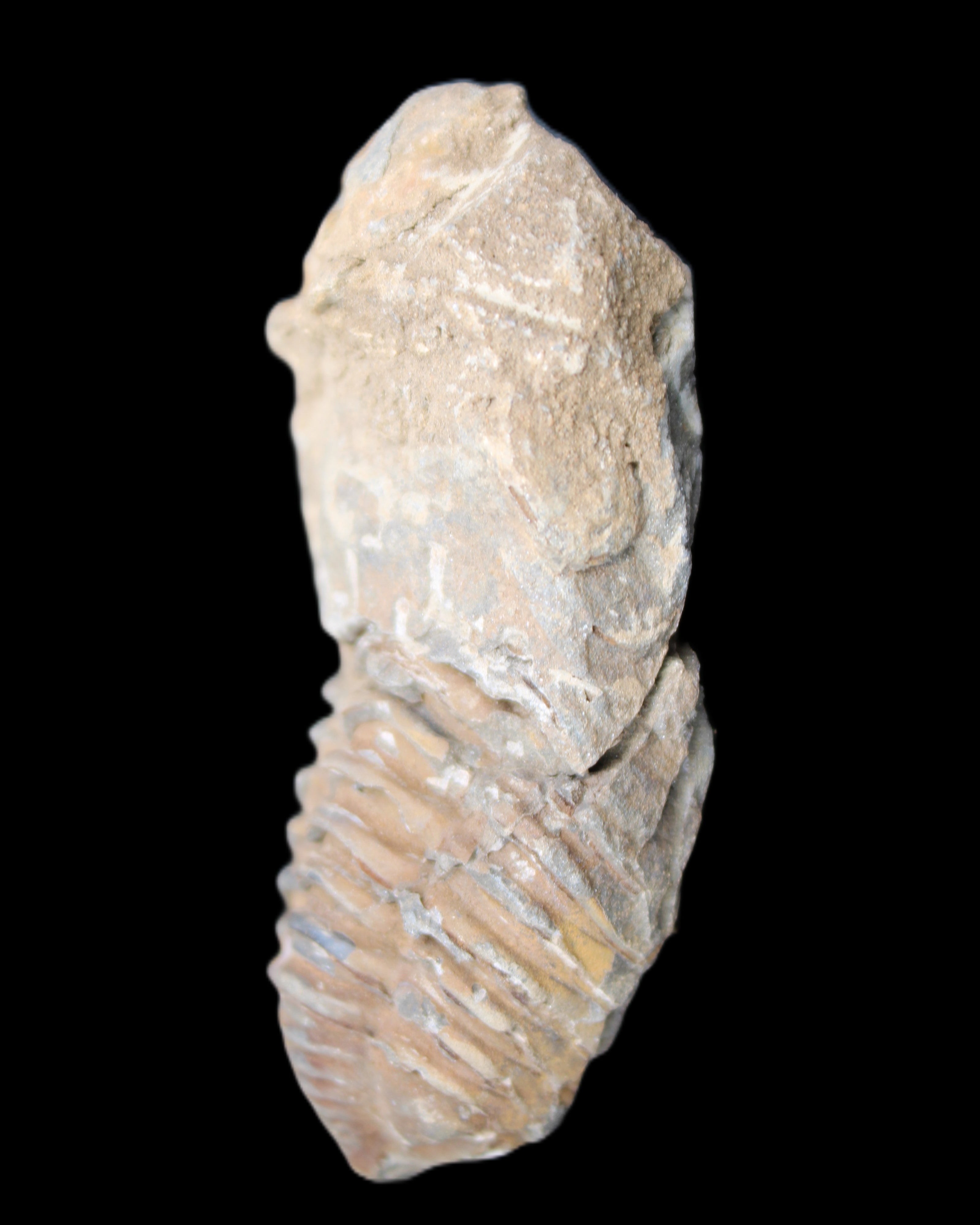 Trilobite Diacalymene 42*76mm 83g in sunlight - Rocks and Things Store